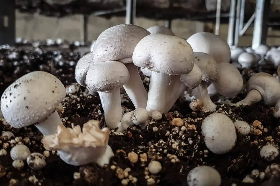 Do Mushroom Farms Make Money