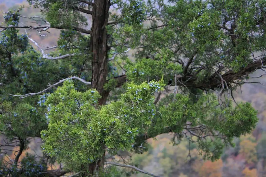 Most Common Cedar Tree