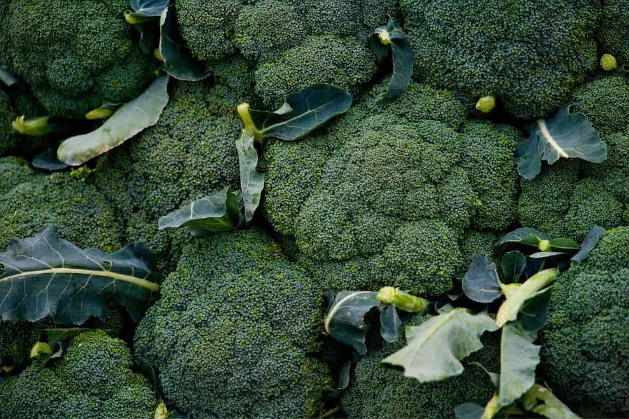 White Spots on Broccoli