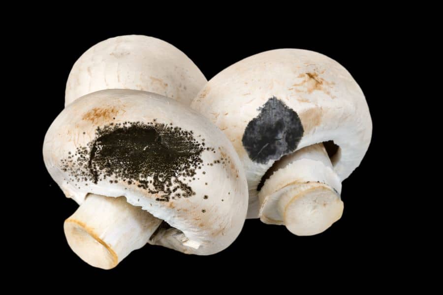 black mold on mushrooms