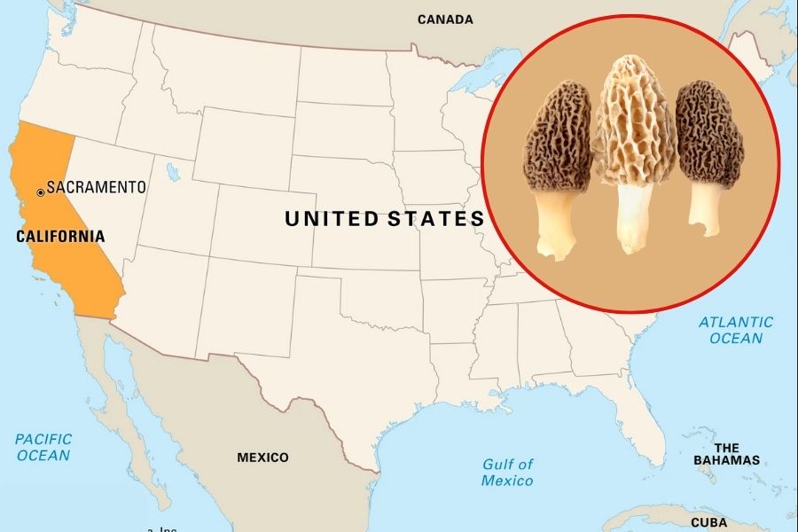 Do Morel Mushrooms Grow in California