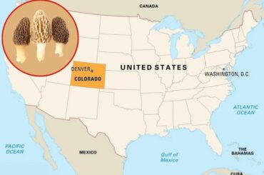 Do Morel Mushrooms Grow in Colorado