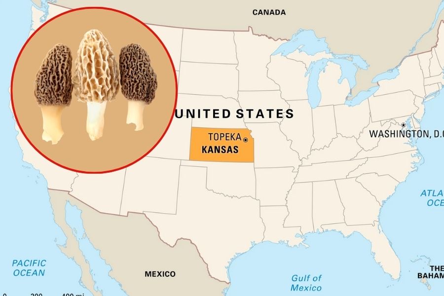 Do Morel Mushrooms Grow in Kansas