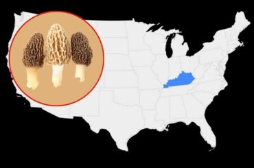 Do Morel Mushrooms Grow in Kentucky