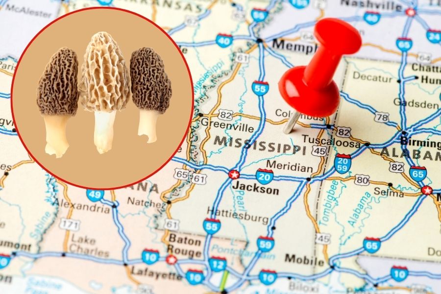 Do Morel Mushrooms Grow in Mississippi