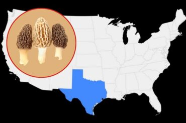 Do Morel Mushrooms Grow in Texas