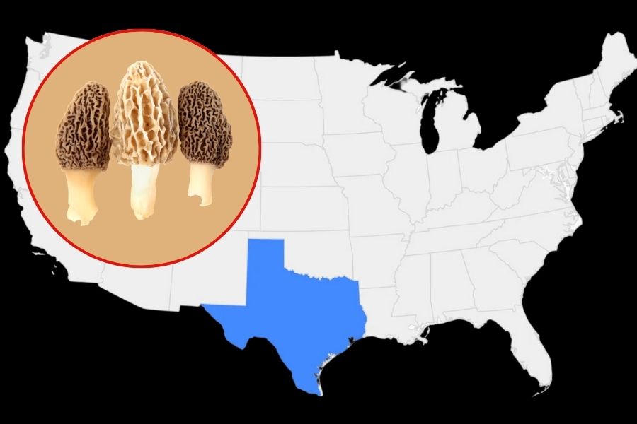 Do Morel Mushrooms Grow in Texas? Find Out More - Pointer Verse