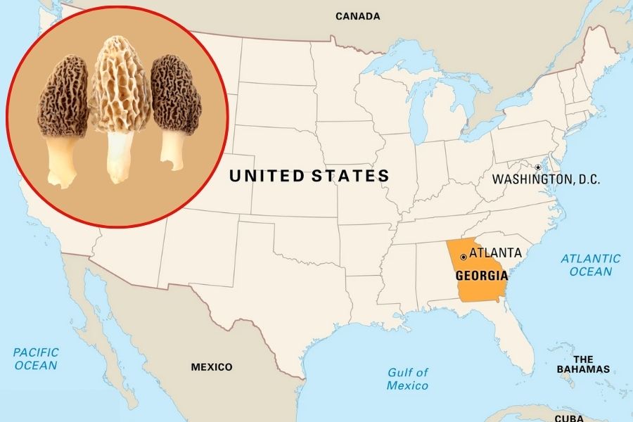 Do Morel Mushrooms Grow in Georgia