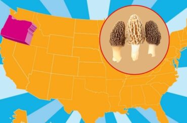 Where to Find Morel Mushrooms in Oregon