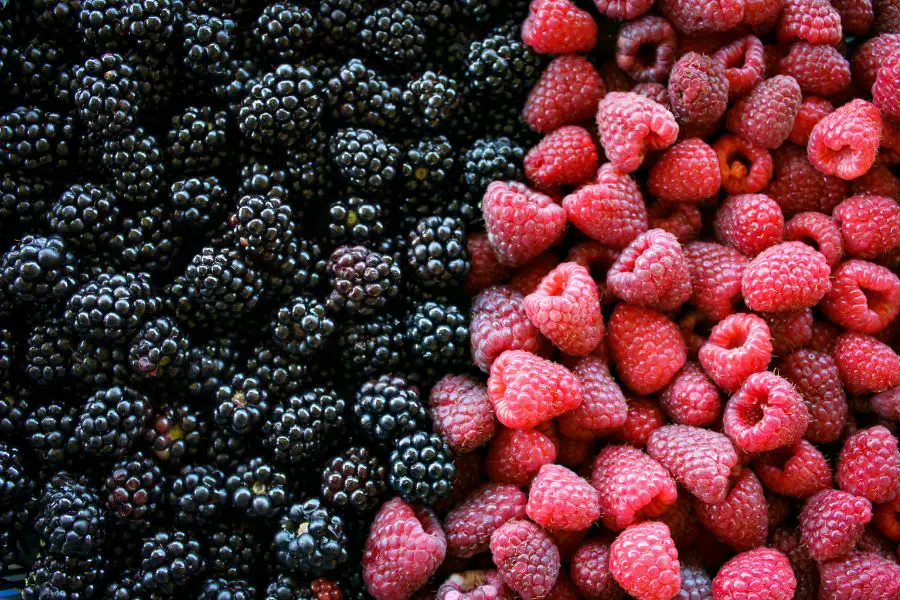 Summer Bearing vs Everbearing Raspberries